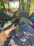 Large Philodendron Majesty Plant, 3.5" Pot, Tropical Green Foliage, Philodendron 'Majesty'