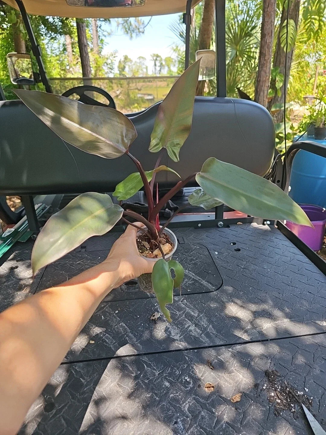 Large Philodendron Majesty Plant, 3.5" Pot, Tropical Green Foliage, Philodendron 'Majesty'