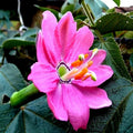 20 Banana Passionfruit Seeds | Rare Fast Flowering Vine | Passiflora Mollissima