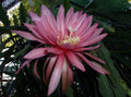 Epiphyllum Orchid Cactus Cutting - FUSAE NAKANISHI Variety - Rare Tropical Plant - Perfect for Home Garden