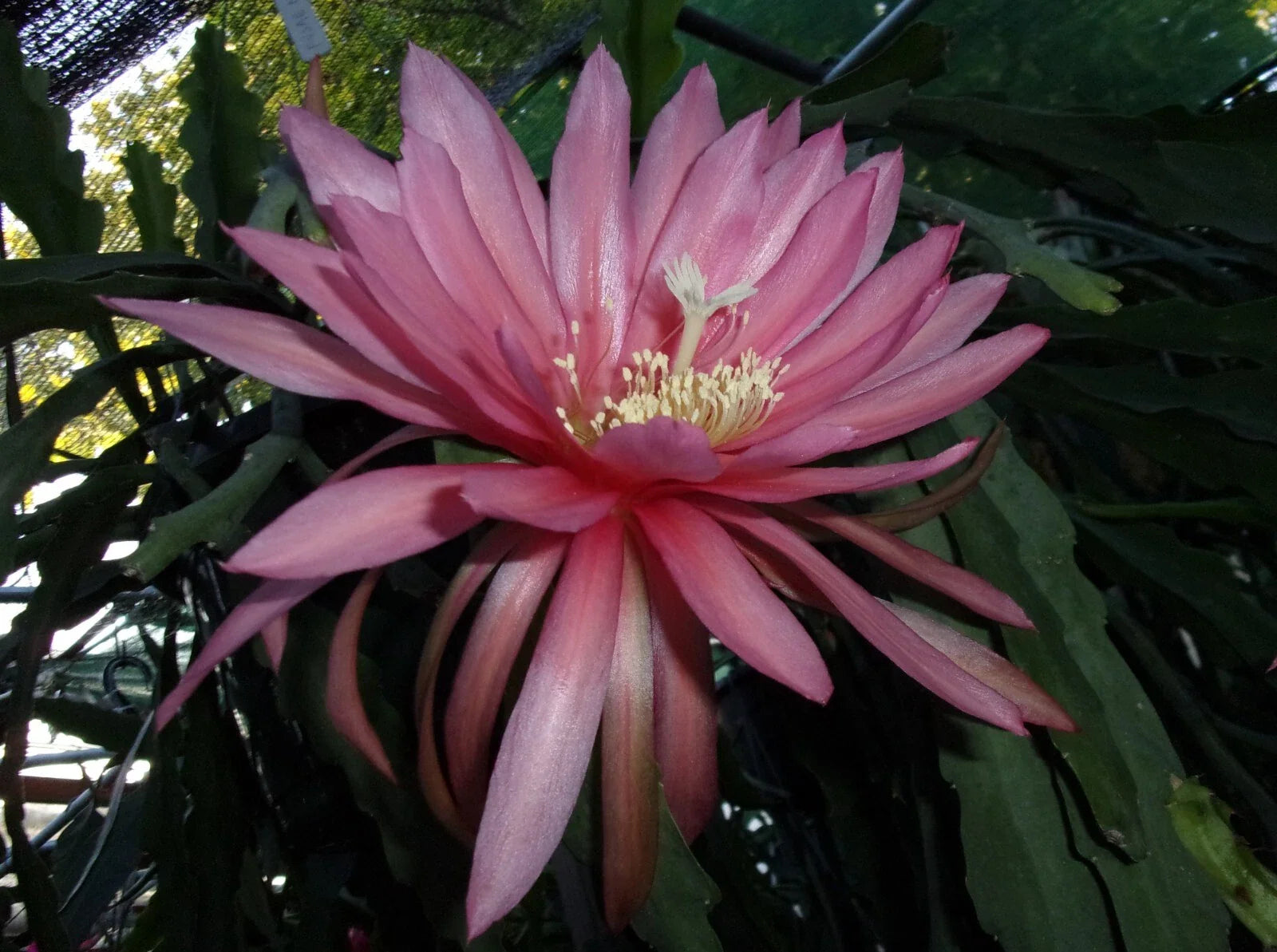 Epiphyllum Orchid Cactus Cutting - FUSAE NAKANISHI Variety - Rare Tropical Plant - Perfect for Home Garden