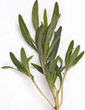 Summer Savory Herb Seeds - 500+ Non-GMO Heirloom Seeds for Garden Spice - Satureja hortensis