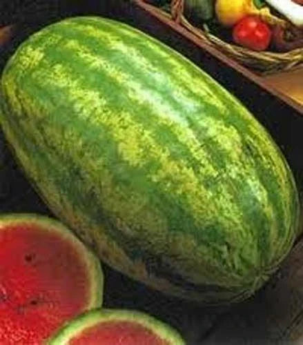 Klondike Blue Ribbon Stripe Watermelon Seeds - Heirloom Variety for Home Gardening - Citrullus lanatus