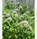 Gooseneck Loosestrife Perennial Plants - 10 Bare Root Plants - Lysimachia clethroides
