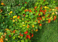 Nasturtium Seeds - Jewel Mix Edible Flowers - 20 Seeds - Tropaeolum majus - Compact, Pollinator-Friendly, Drought Tolerant