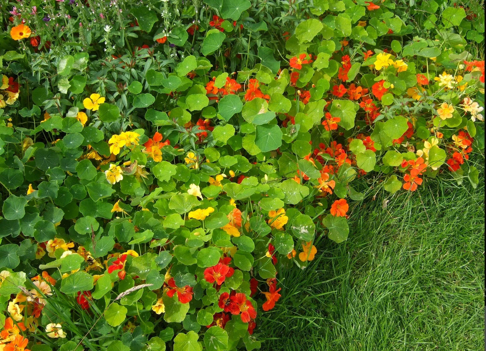 Nasturtium Seeds - Jewel Mix Edible Flowers - 20 Seeds - Tropaeolum majus - Compact, Pollinator-Friendly, Drought Tolerant