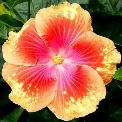Hibiscus Seeds - 20 Pink Yellow Perennial Flower Seeds - Hibiscus rosa-sinensis