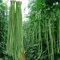 Yard Long Bean Seeds - 50g - Asian Vegetable Long Bean - Vigna unguiculata subsp. sesquipedalis - Ships from Iowa