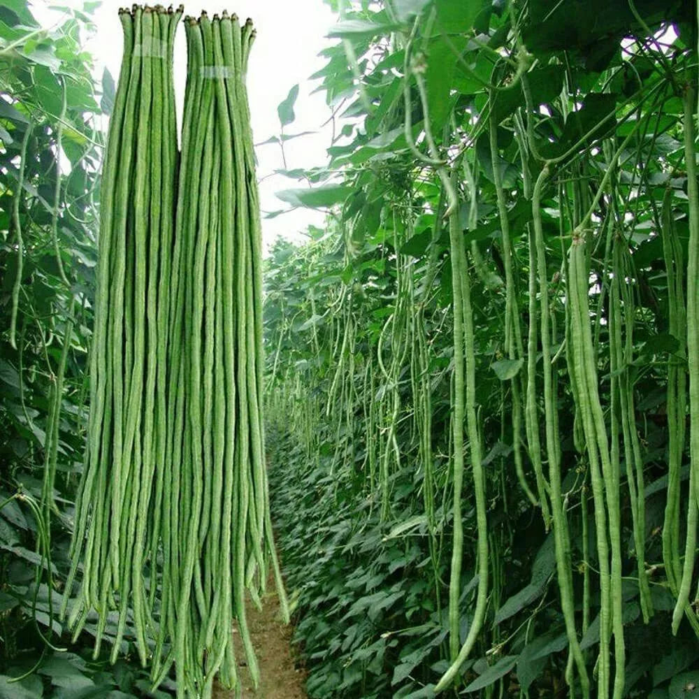 Yard Long Bean Seeds - 50g - Asian Vegetable Long Bean - Vigna unguiculata subsp. sesquipedalis - Ships from Iowa