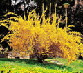 Golden Forsythia Cuttings - 10+5 Hardy Ornamental Bush for Privacy Hedge - Forsythia x intermedia
