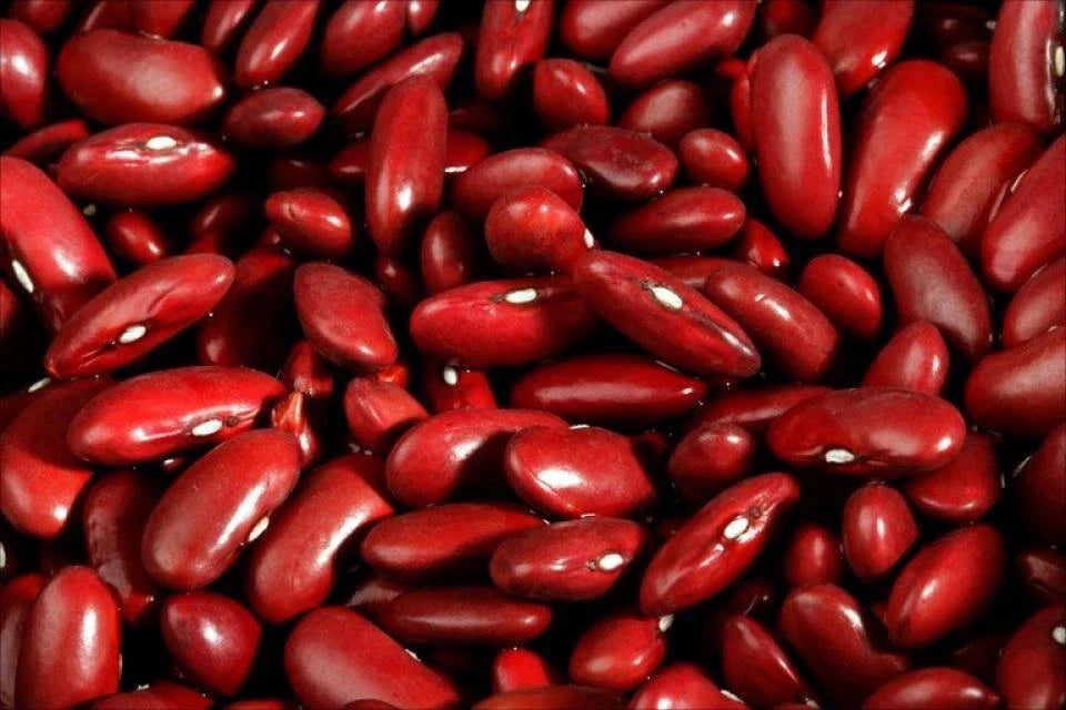 Dark Red Kidney Bean Seeds - Fresh Organic Seeds for Planting - Phaseolus vulgaris - FREE Shipping