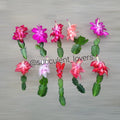 Thanksgiving Cactus Cuttings - 10 Fresh Cuttings, 5 Varieties - Schlumbergera Truncata for Holiday Decor and Gifting