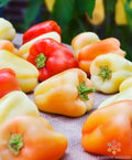 Gypsy Sweet Pepper Seeds - 25+ Pack for Garden Planting - Capsicum annuum - USA Grown