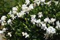 Unrooted Cuttings Southern Heirloom Gardenia Bush - True Southern Variety - Gardenia jasminoides