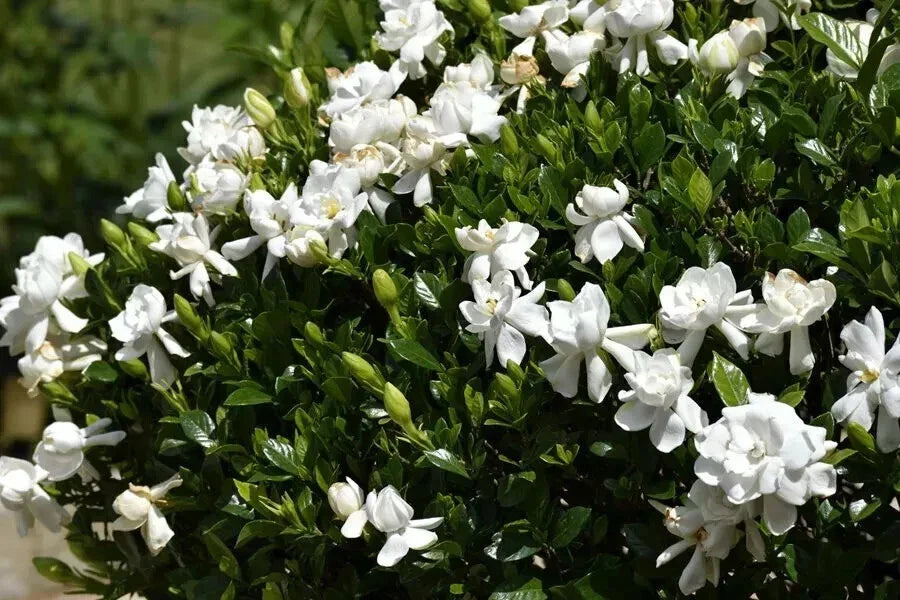 Unrooted Cuttings Southern Heirloom Gardenia Bush - True Southern Variety - Gardenia jasminoides