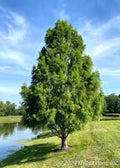 Bald Cypress Tree 12-24in Tall Taxodium distichum - Deciduous Conifer, Dormant Plant, Southern Native