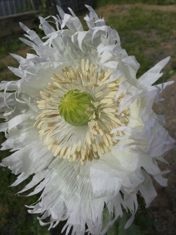 Poppy Seeds 500 Count JIMI'S SNOWFLAKES White Feathered Organic Flowers Papaver somniferum