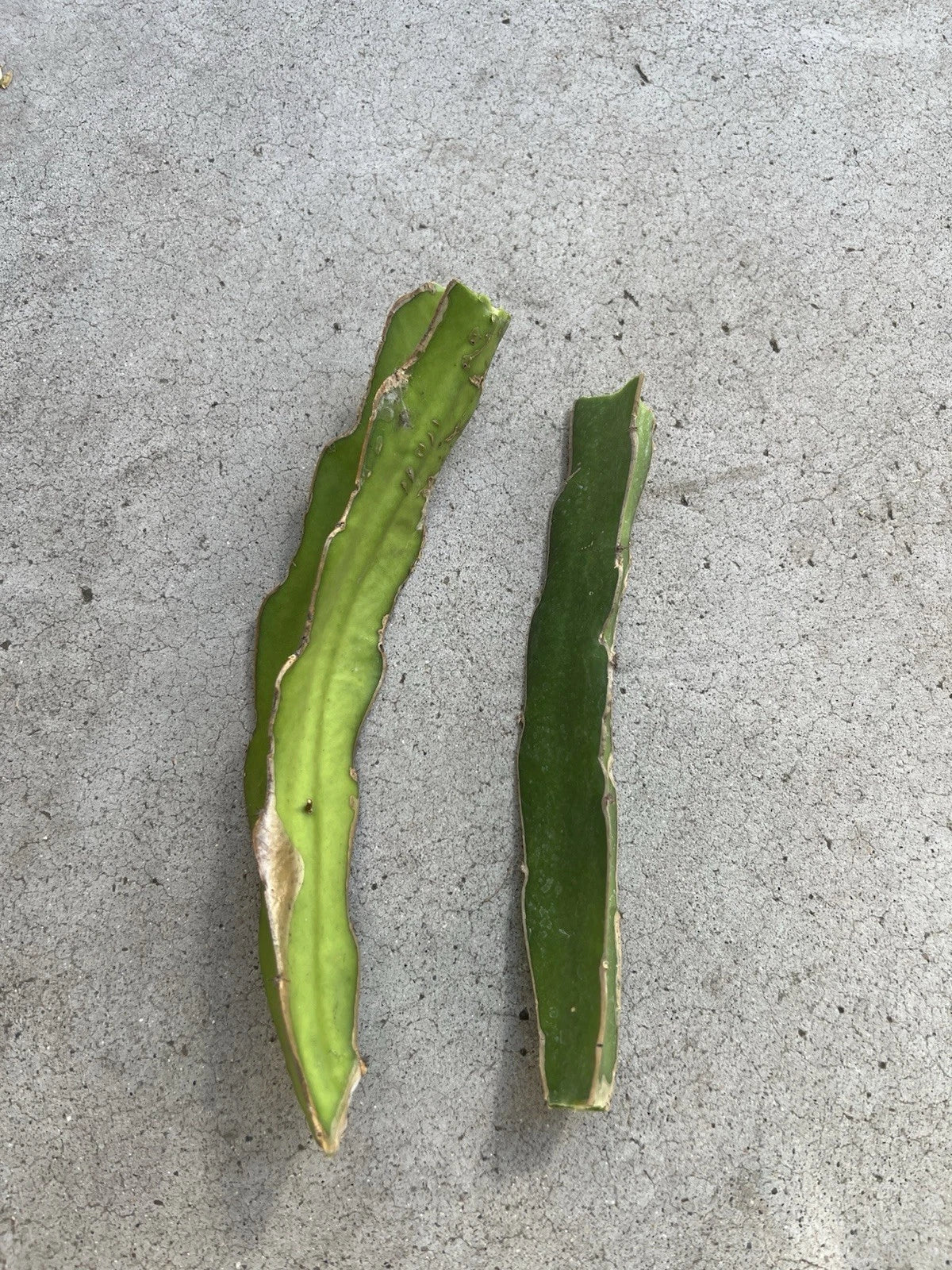 Dragon Fruit Cuttings 8” White Dragon Fruit Self Pollination Easy to Grow (Hylocereus undatus)
