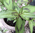 Live Vietnamese Coriander Plants 4"-5" "Rau Ram" Rooted in Soil (Persicaria odorata) - 8 Pack