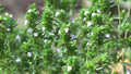 Common Thyme Seeds, NON-GMO, Thymus vulgaris, Variety Sizes, Herb Garden Essentials, Free Shipping