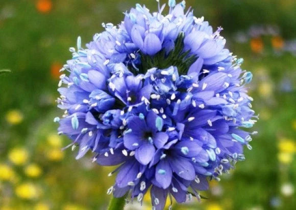 Globe Gilia Seeds - Blue - 100 Fresh Seeds - Gilia capitata - Non-GMO, Free Shipping