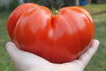 Steakhouse Tomato Seeds (25 Seeds) Non-GMO Large Beefsteak Garden Planting Solanum lycopersicum