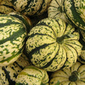 Sweet Dumpling Squash Seeds - 20+ Winter Squash Seeds for Garden - Cucurbita pepo - Heirloom Variety