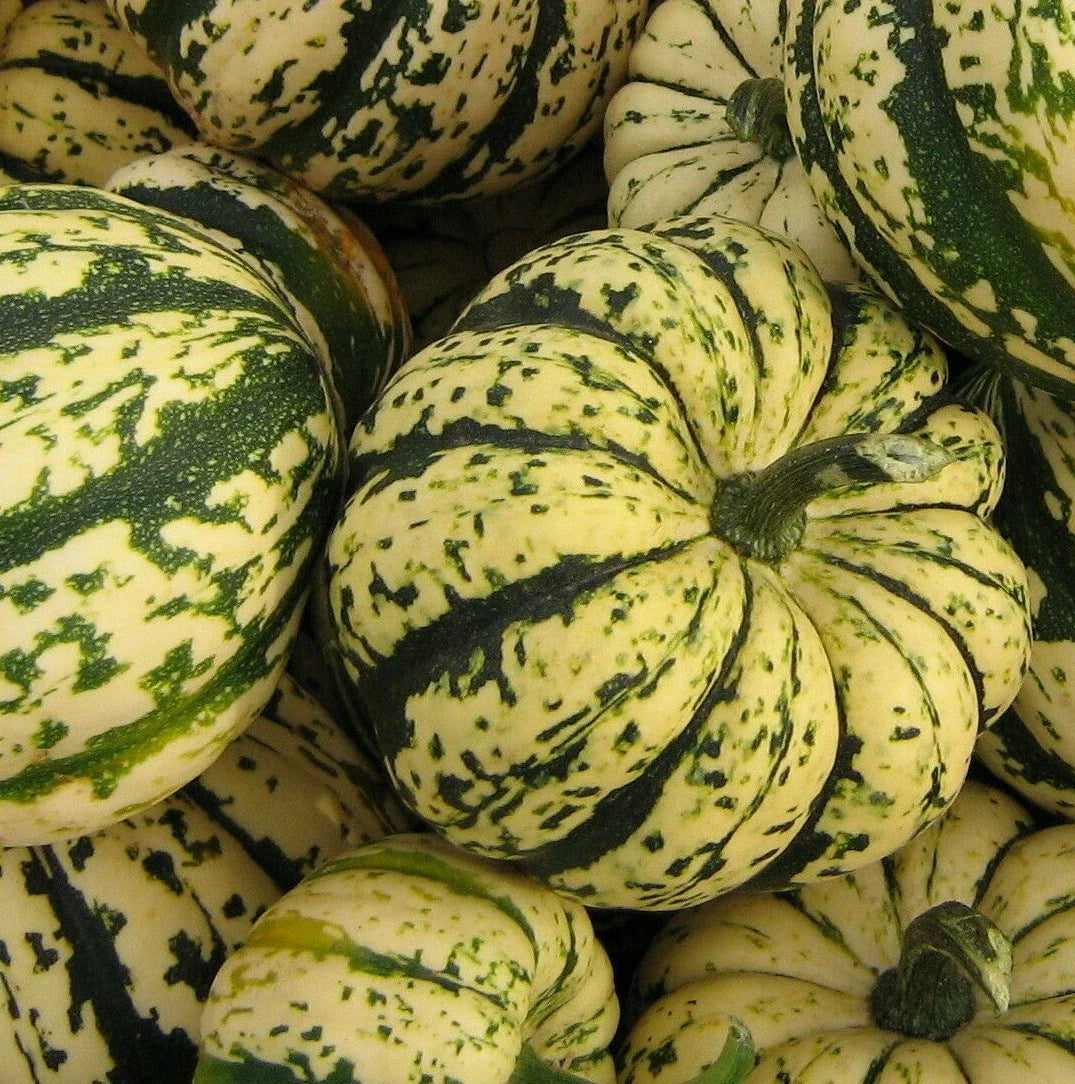 Sweet Dumpling Squash Seeds - 20+ Winter Squash Seeds for Garden - Cucurbita pepo - Heirloom Variety