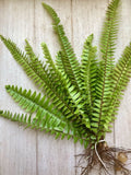 Rooted Ferns - 20 Pack - Lush Green Indoor Plants - Nephrolepis exaltata