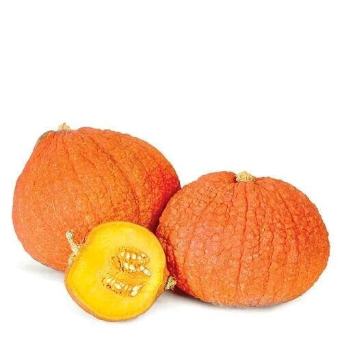 Warty Gnome Mini Pumpkin Seeds - 10 Count - Unique Variegated Color - Cucurbita pepo