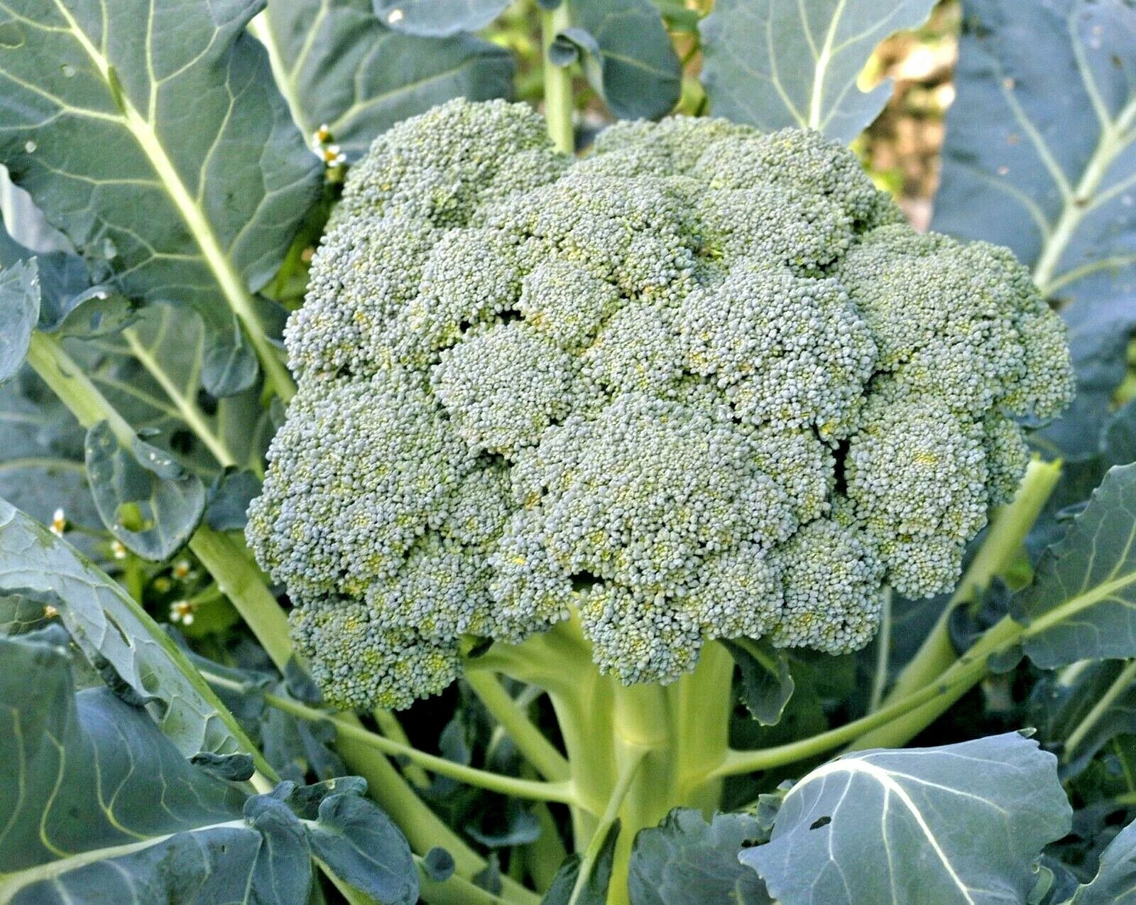 Organic Heirloom Broccoli Seeds - Waltham 29 - Cool Season Vegetable Garden - 301+ Seeds