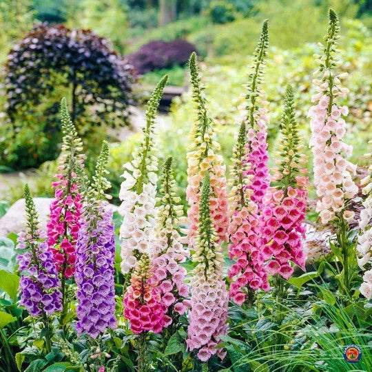 Foxglove Seeds - 1000 Organic Biennial Seeds - Digitalis purpurea - USA Grown, Free Shipping