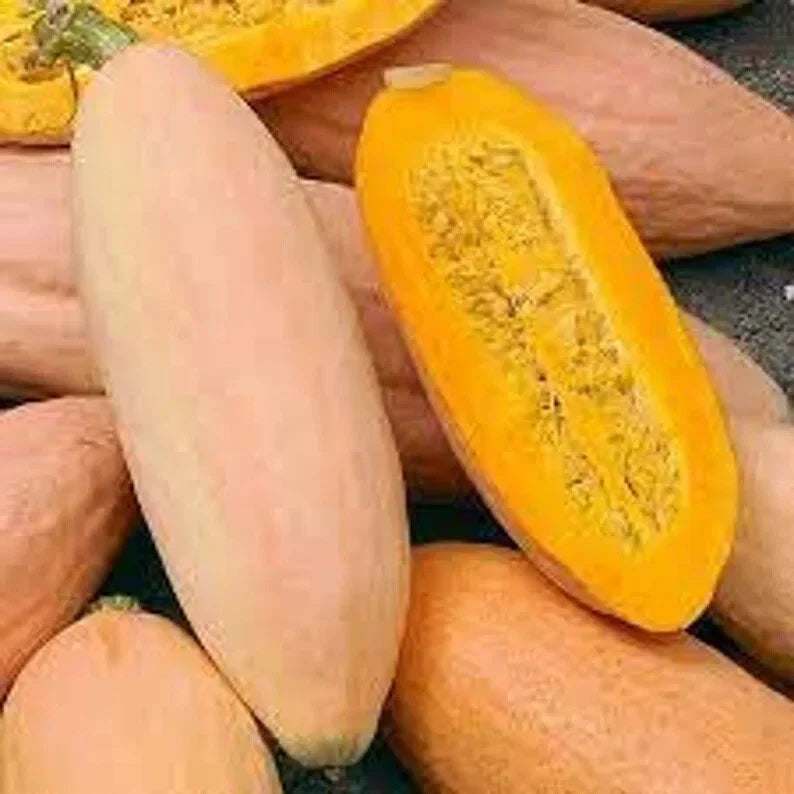 Pink Banana Squash Seeds - Organic 10 Pack - Cucurbita maxima - USA Grown, Free Shipping