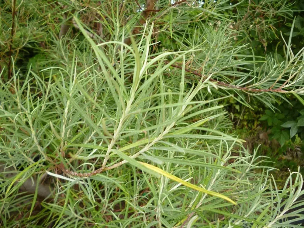 Rosemary Willow Tree Cuttings - 50 Pack - Attractive Landscape Bush - Salix rosmarinifolia