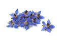 Borage Flower Seeds 75+ | Borago Officinalis | Medicinal Herb & Edible Flower Seeds for Garden Planting