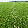 Dutch White Clover Seeds - Lush Lawn Cover - Landscape Clovers - Trifolium repens - Perfect for 2025 Planting