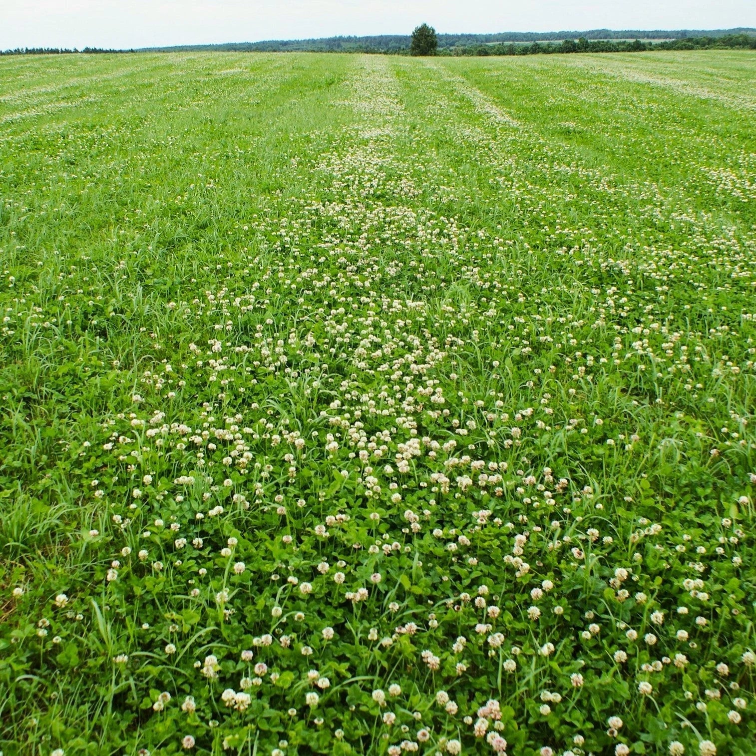 Dutch White Clover Seeds - Lush Lawn Cover - Landscape Clovers - Trifolium repens - Perfect for 2025 Planting