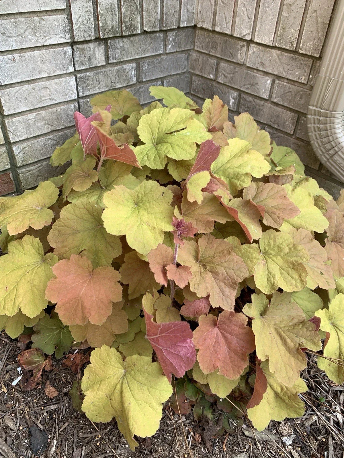 Coral Bells Live Plant 1pc Gold Yellow Orange Velvet Heuchera