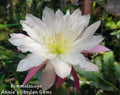 Epiphyllum Himmelsauge Cuttings | Orchid Cactus | 8-10 inches Long | Ideal for Indoor Gardening