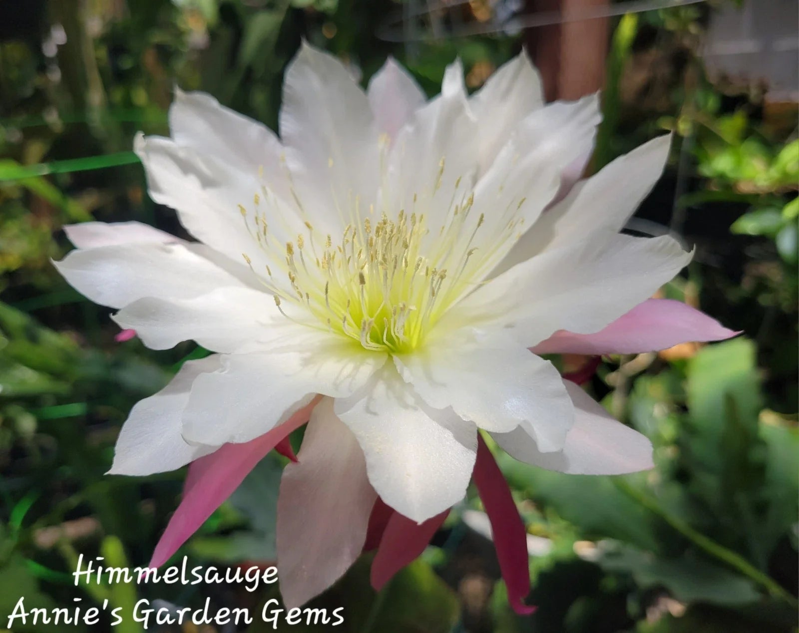 Epiphyllum Himmelsauge Cuttings | Orchid Cactus | 8-10 inches Long | Ideal for Indoor Gardening