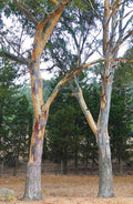 Eucalyptus Seeds - River Red Gum - Longbeak Eucalyptus - Eucalyptus camaldulensis