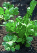 Cilantro Seeds 500 Heirloom Non-GMO | Coriandrum sativum | Culinary Herb for Fresh Flavor