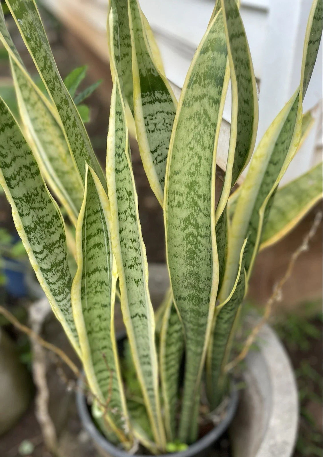 Sansevieria Laurentii Starter Leaf Cuttings - 6 Pack, Variegated Snake Plant, Hawaii Grown