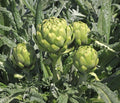 Green Globe Artichoke Seeds - 20+ Pack - Artichoke Thistle Cardoon Vegetable Seeds - Cynara scolymus - USA