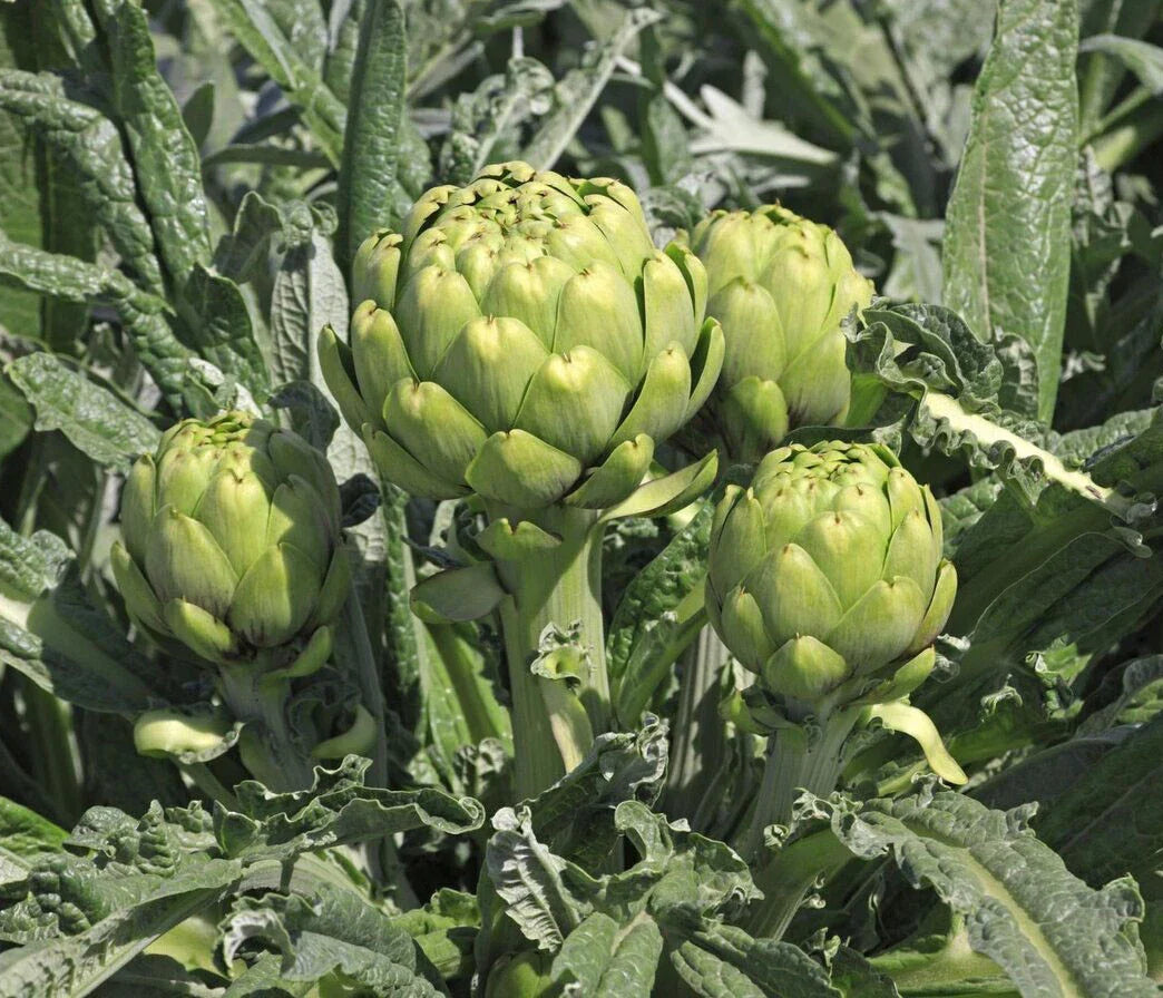 Green Globe Artichoke Seeds - 20+ Pack - Artichoke Thistle Cardoon Vegetable Seeds - Cynara scolymus - USA