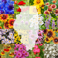 Illinois Wildflower Seed Mix 1 lb Bulk - Native Wildflower Blend for 2,000 sq ft - Ideal for Pollinators and Biodiversity