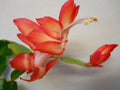 Schlumbergera Starter Plant - Ara Brazil - Christmas Cactus - Indoor Flowering Houseplant