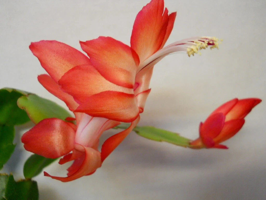 Schlumbergera Starter Plant - Ara Brazil - Christmas Cactus - Indoor Flowering Houseplant