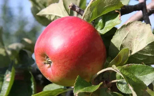 Freedom Apple Seeds - 25+ Heirloom Seeds for Garden Planting - Malus domestica - USA Grown, Non-GMO, Free Shipping