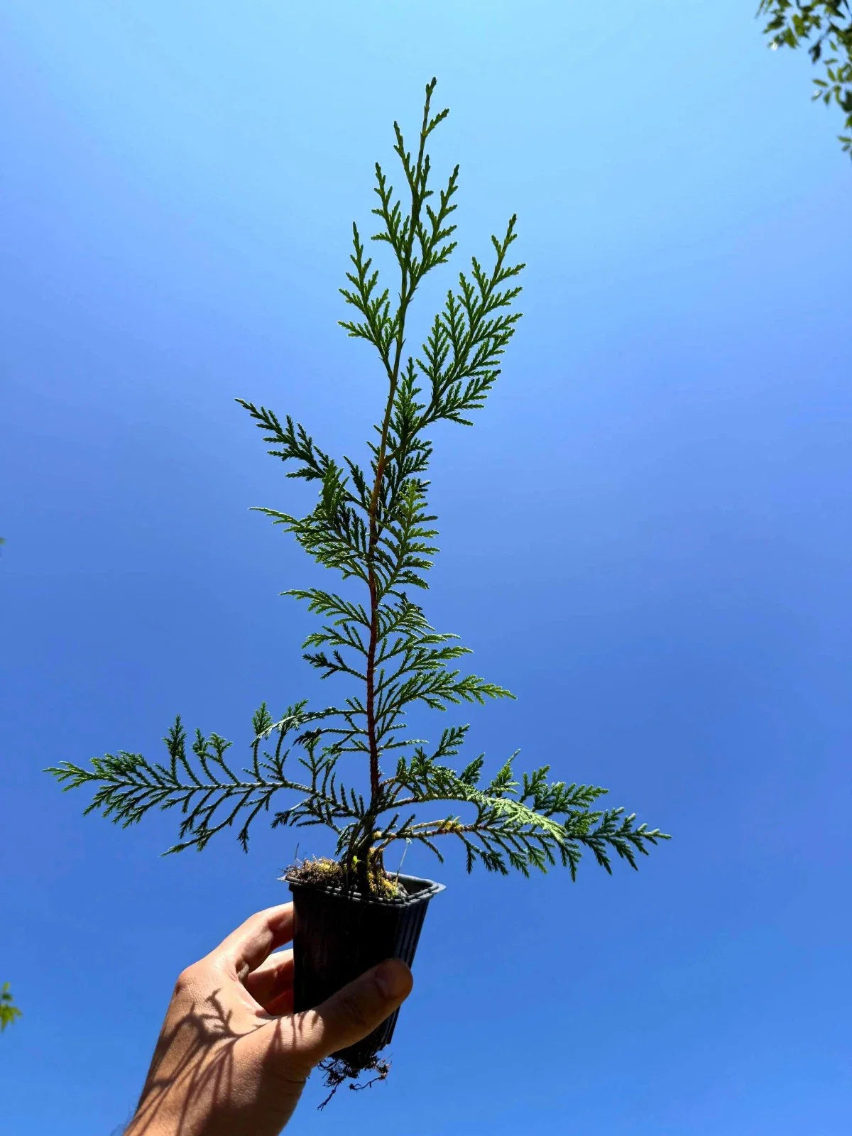 Murray Leyland Cypress Tree (Cupressocyparis leylandii ‘Murray’) | Fast-Growing Evergreen Privacy Hedge | 2.5 Inch Pot